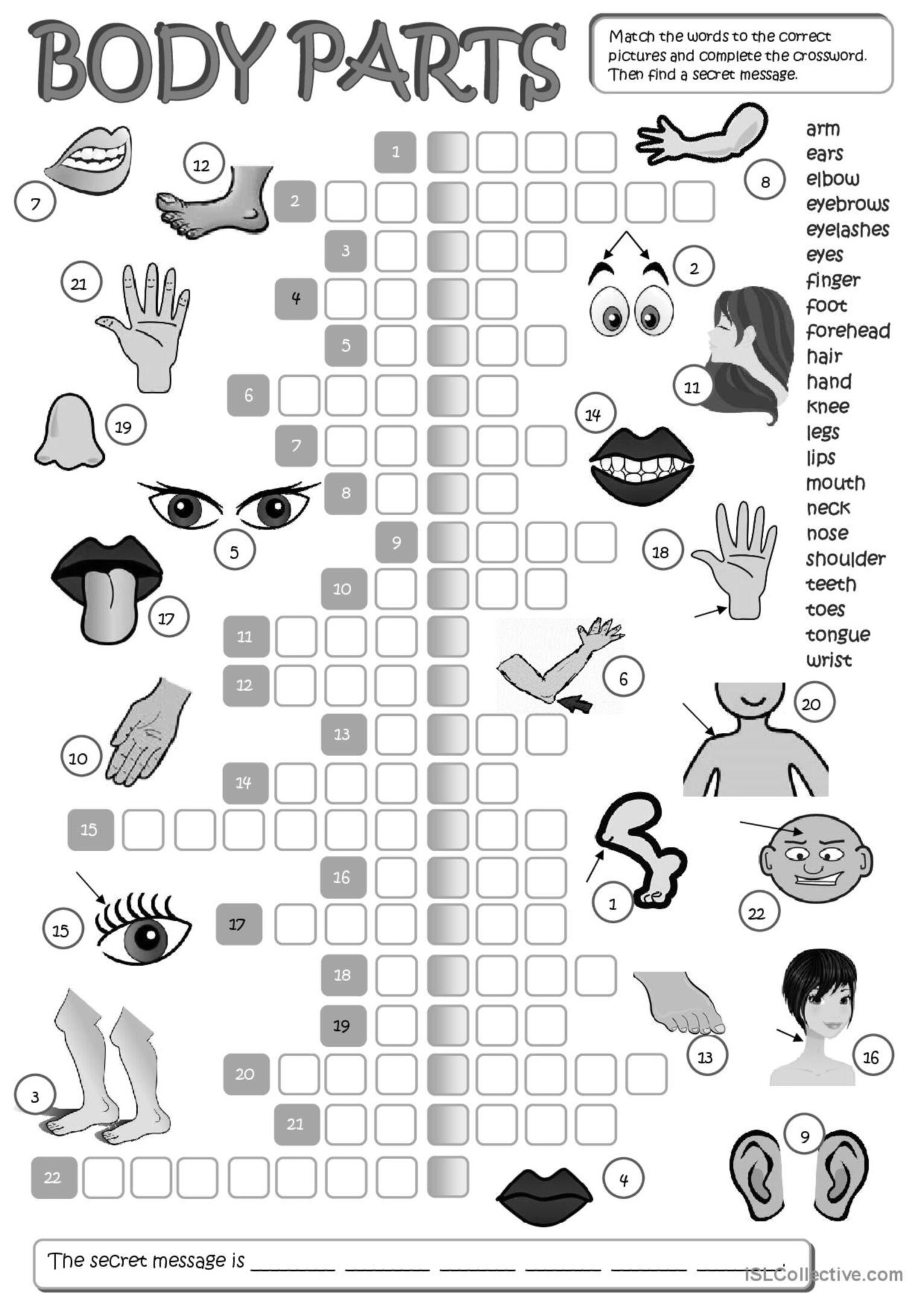 Body Parts Crossword English ESL Worksheets Pdf Doc