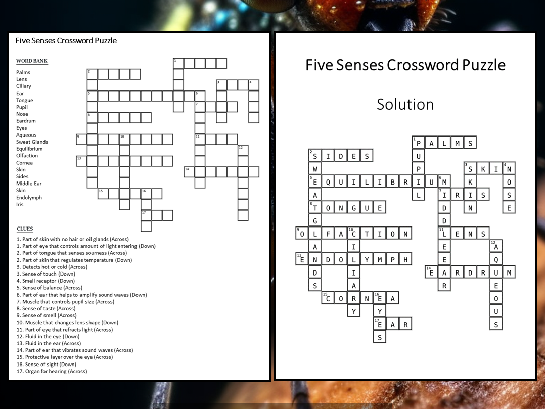 Five Senses Crossword Puzzle Worksheet Activity Teaching Resources