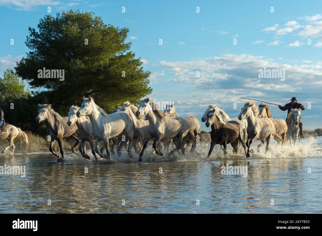A Guardian Camargue Cowboys Is Herding Camargue Horses In A Marsh Of 