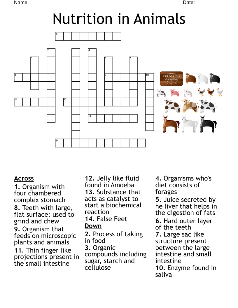 Nutrition In Animals Crossword WordMint