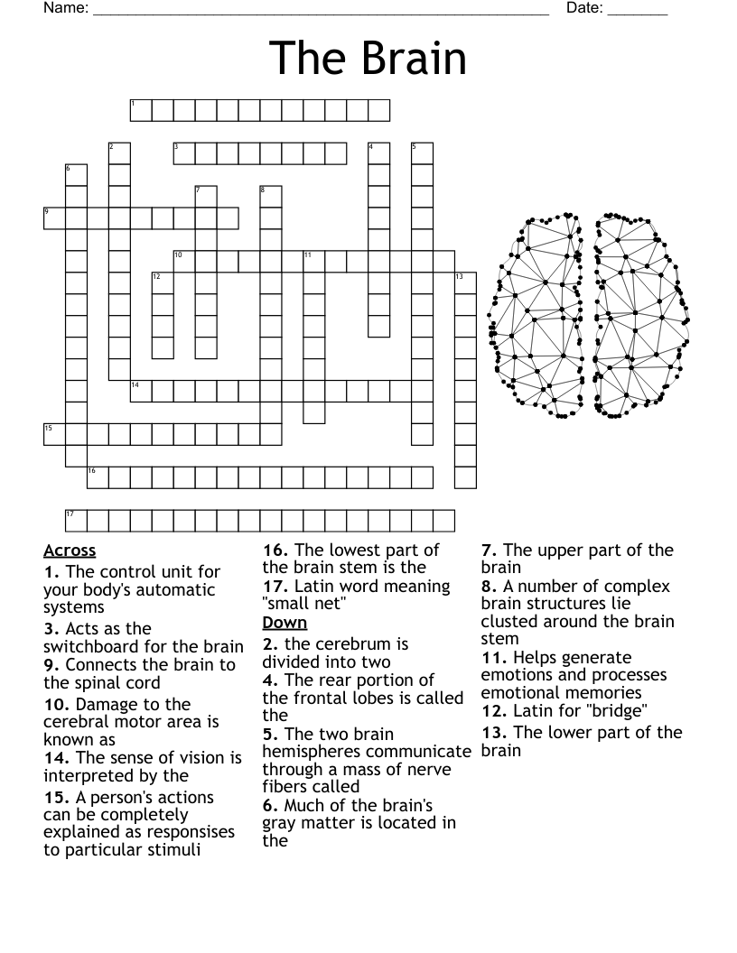 Parts Of The Brain Crossword WordMint