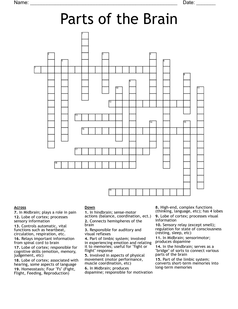 Parts Of The Brain Crossword WordMint
