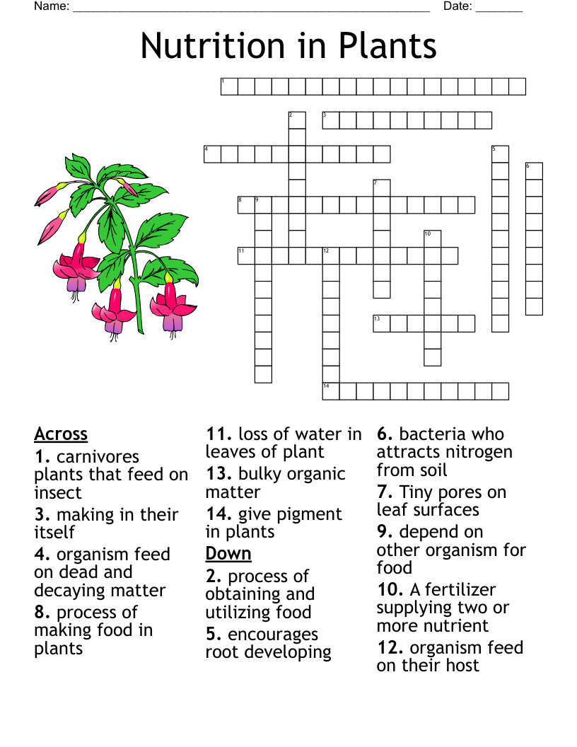 Plant Nutrition Crossword WordMint