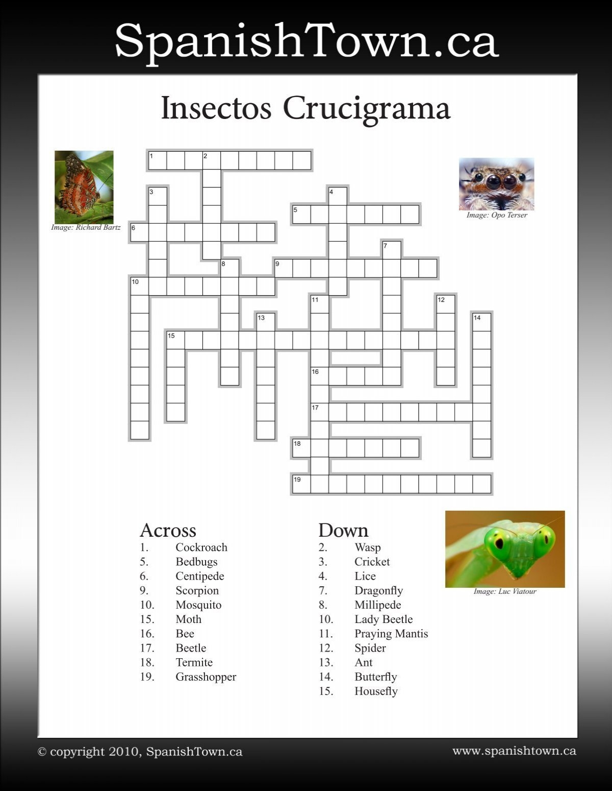 Spanish For Kids Crossword Puzzle Insects SpanishTown