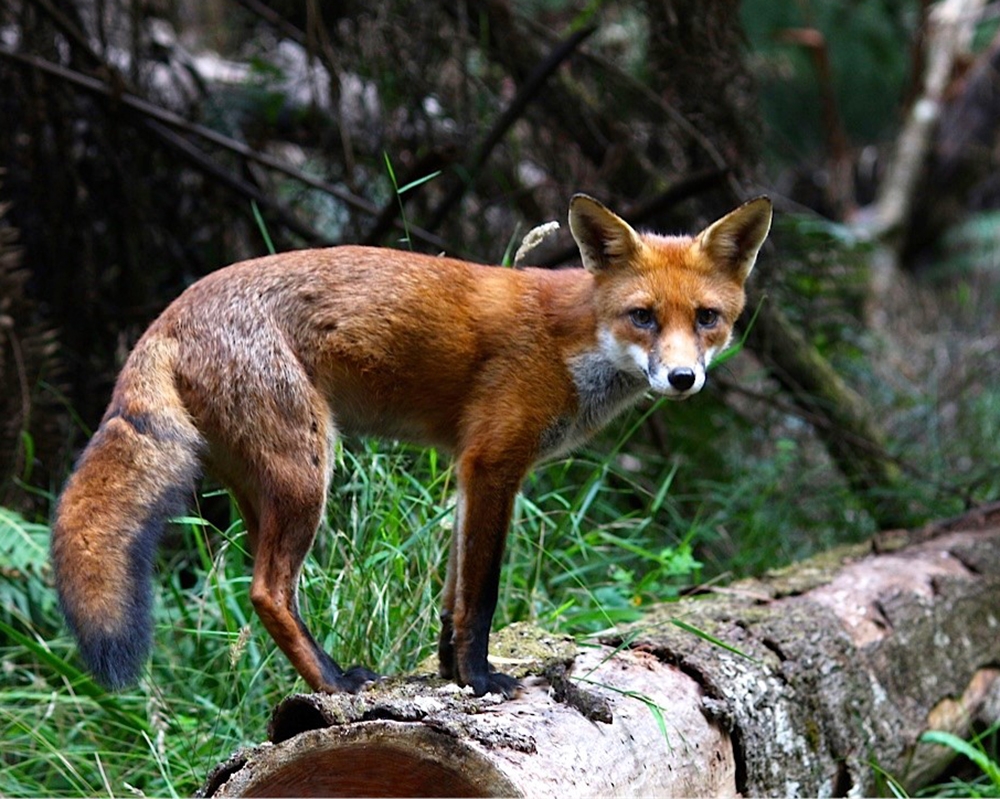 New Research A Game Changer For Fox Control